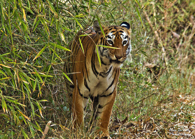 Bengal Tiger named Maya P2