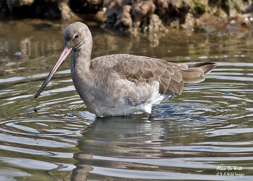 Black-Tailed-godwit
