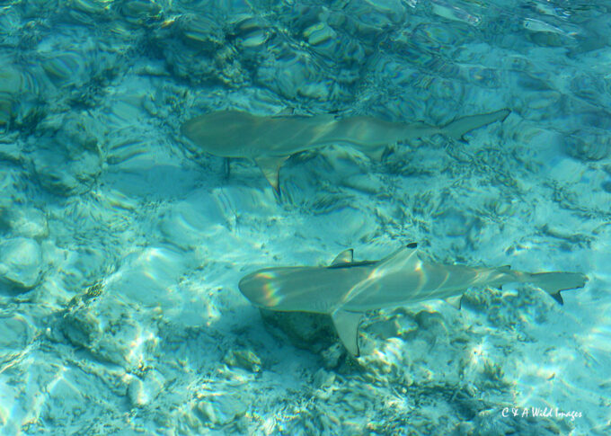 Two Black Tip reef Sharks