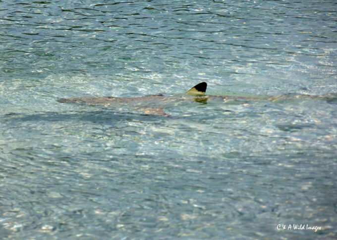 Black Tip reef Shark