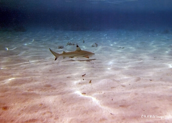 Black Tip reef Shark