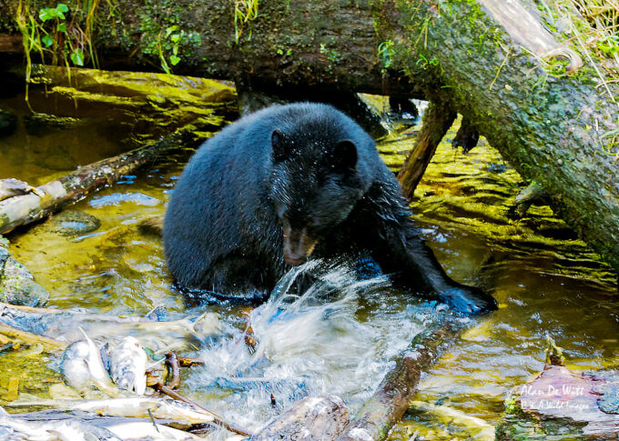 Black bear fishing