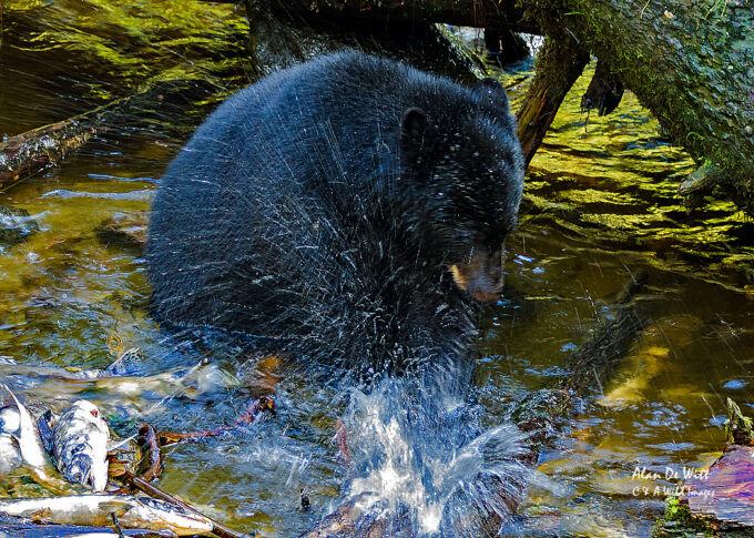 Black bear fishing
