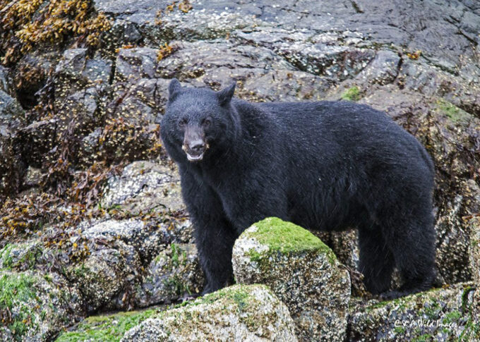 Black Bear in Tofino