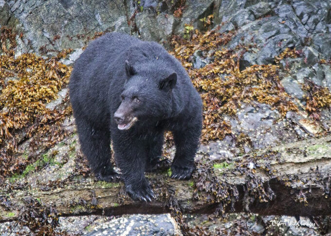 Black Bear in Tofino