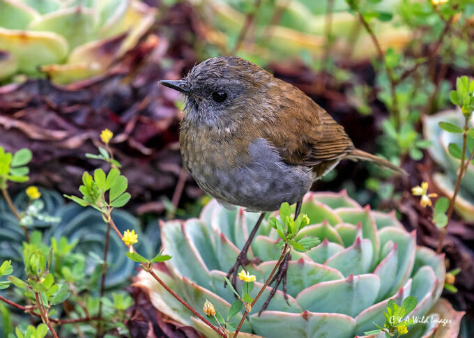Black billed Nightingale Thrush