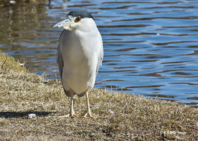  Black-crowned Night Heron in Harts Park