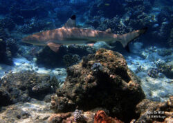 Chaaya Reef / Maldives Blacktip Reef Shark