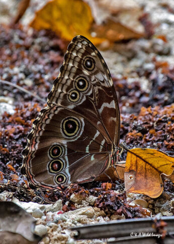 Blue Morpho butterfly
