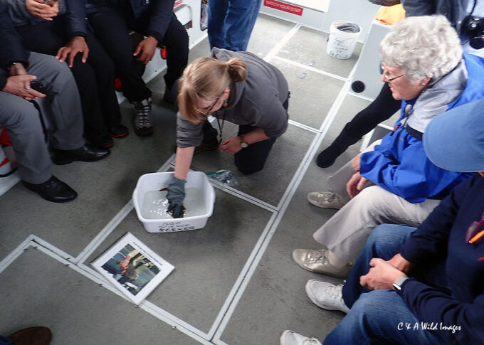 Checking the crab pot
