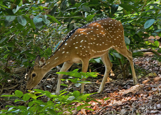 Chital / Spotted Deer