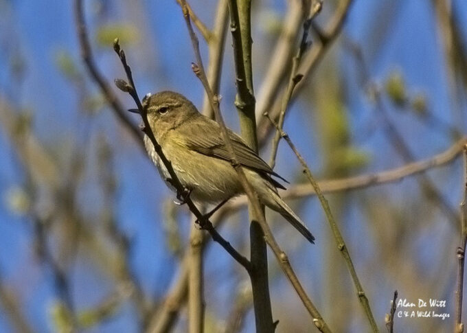 Common chiffchaff