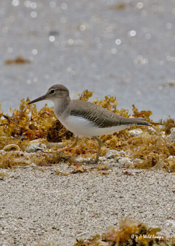Common sandpiper