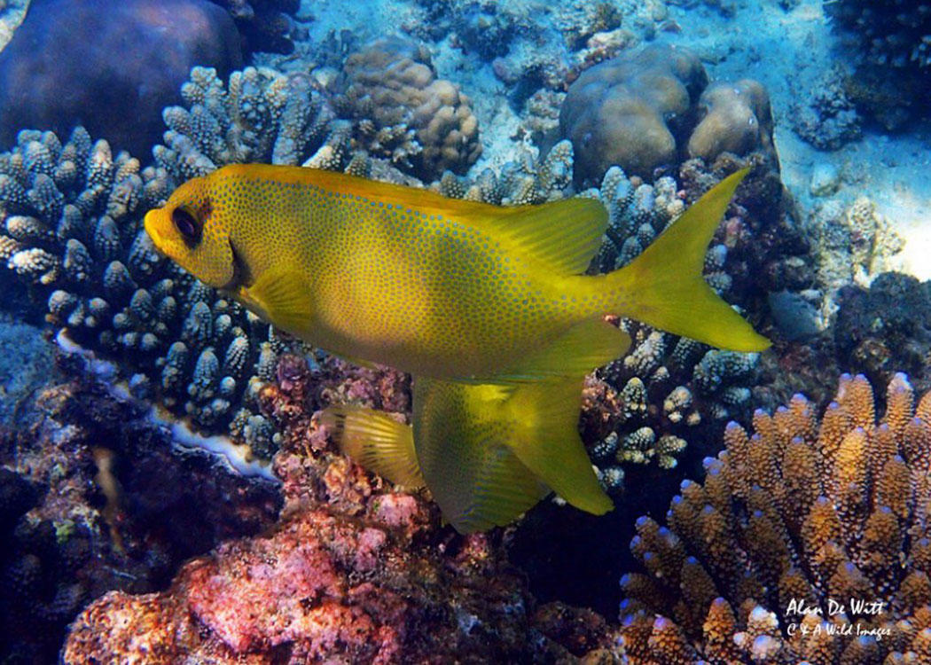 Fish Rabbit Review of the Olympus Stylus Tough underwater camera