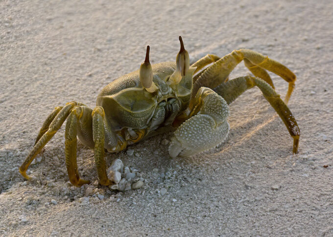 Horned Eyed Ghost Crab
