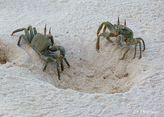 Ghost Crabs