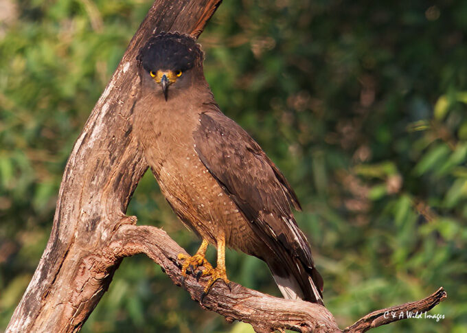 Crested Serpent Eagle