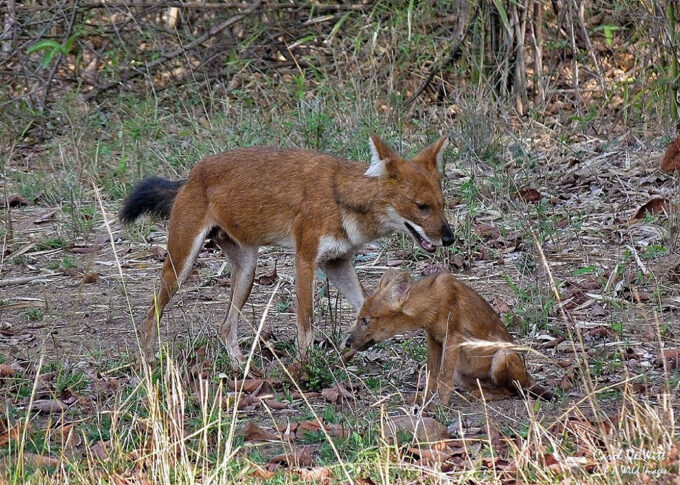 Dhole / Indian wild dog