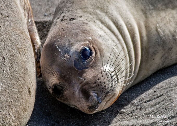 Elephant Seal  calf