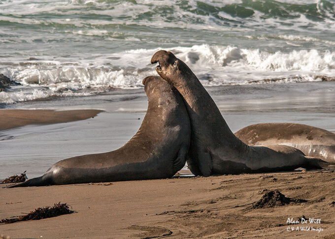 Male Northern Elephant Seals Sparing