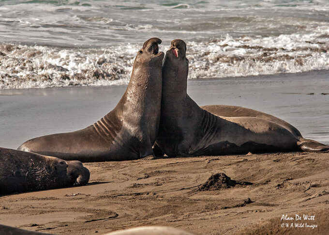 Young Male Northern Elephant Seals Sparing