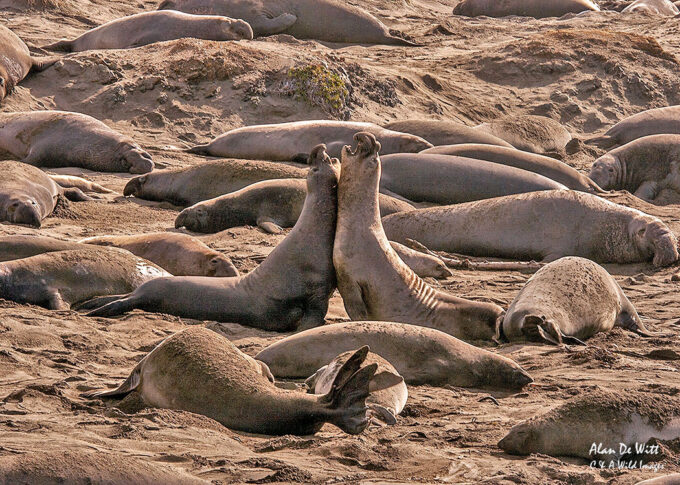 Elephant Seals  Sparing on the beach