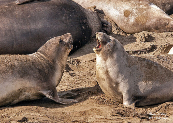 Female Seals on the Beach