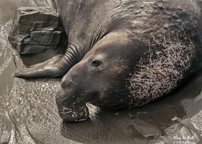 Northern Elephant Seal showing his bulbous nose