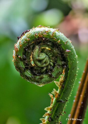 Emerging Fern