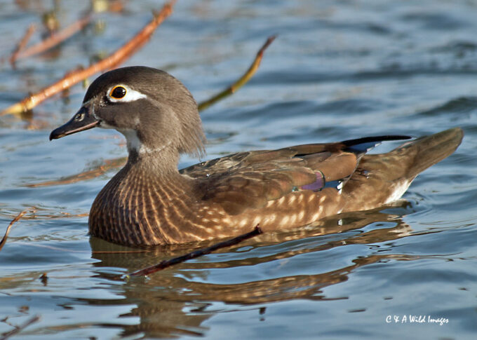 Female Wood Duck