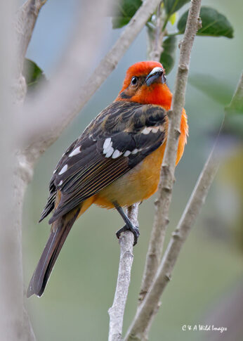 Flame-coloured Tanager