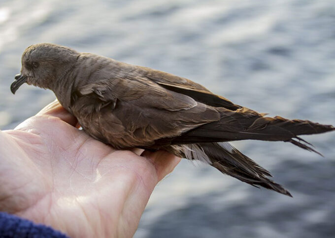 Fork-tailed Storm Petrel