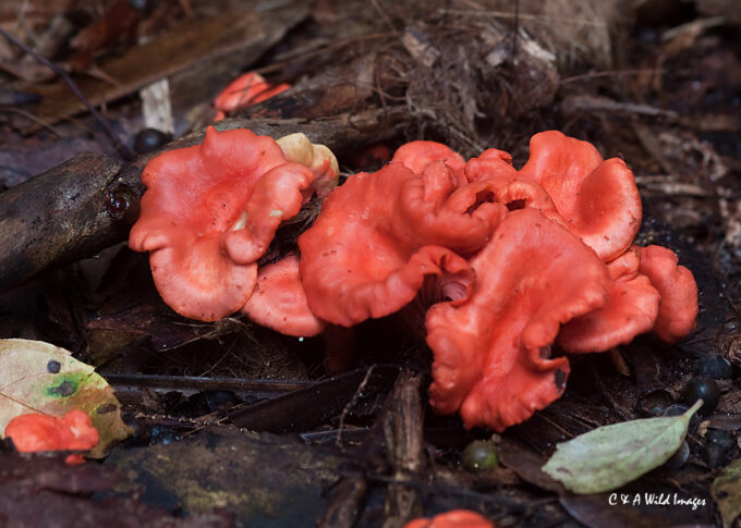 Fungi