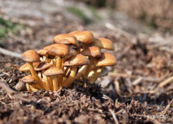 Autumn Fungi Foray