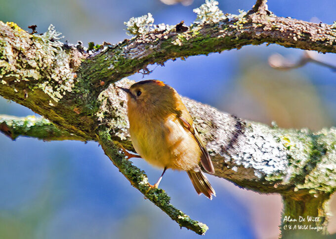 Gold Crest at Holkham