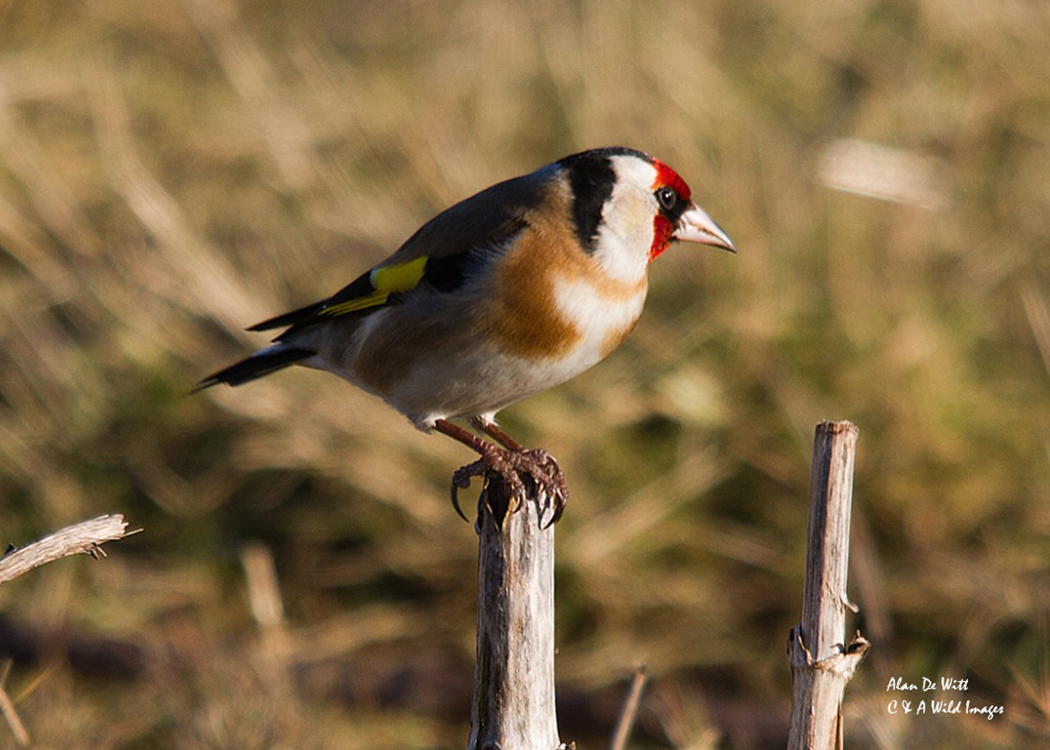 Goldfinch