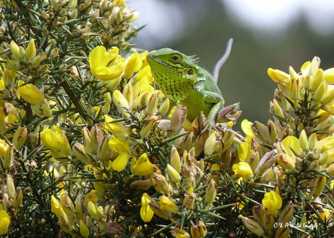Green Forest Lizard on Horton Plain