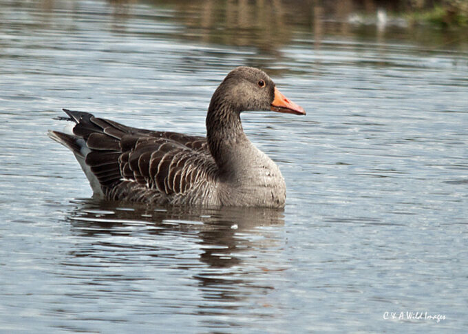 Greylag Goose