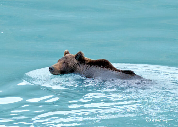 Grizzly Bear swimming across Glacier Bay