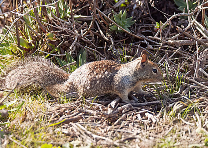 Ground Squirrel