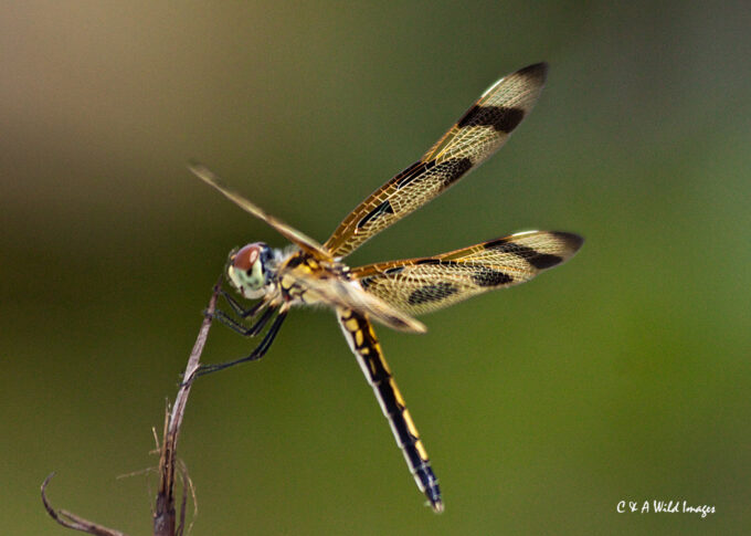  Halloween Pennant 