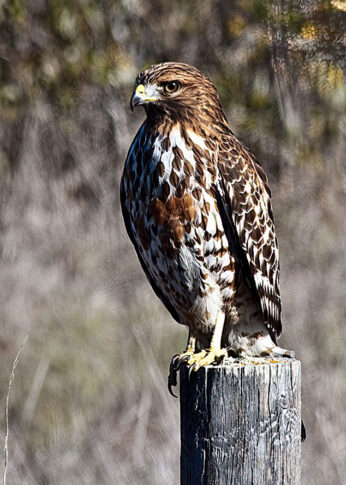  Red Tailed Hawk