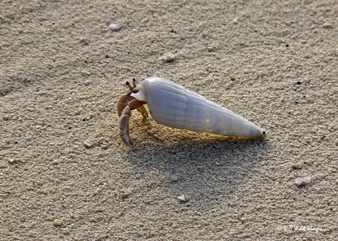 Hermit Crab