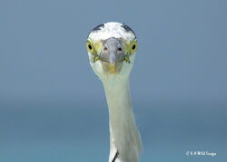 Heron Portrait