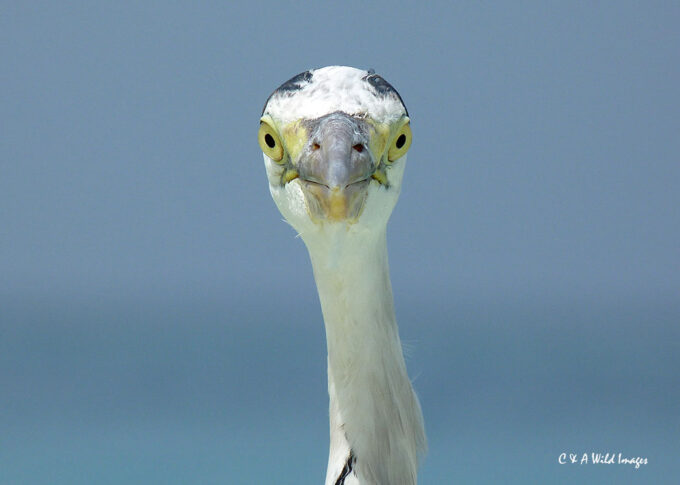 Heron Portrait 