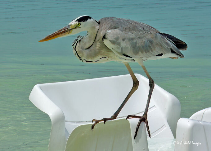 Heron on beach chair