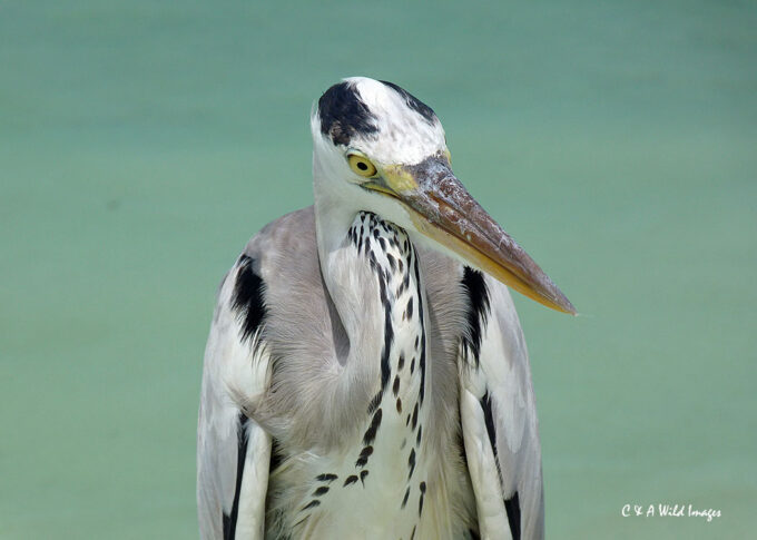 Maldivian Heron