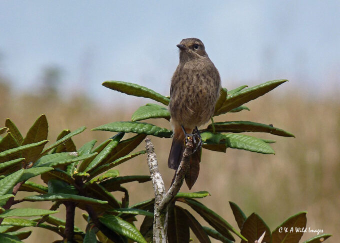 Pied Bushchat on the Horton Plain