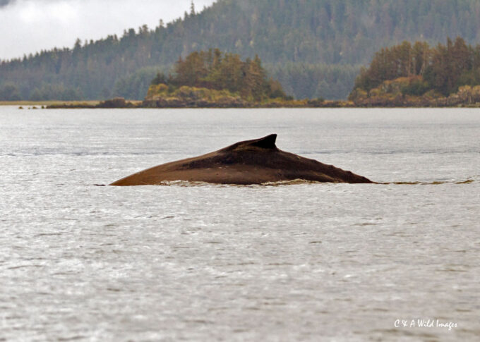 Humpback Whale
