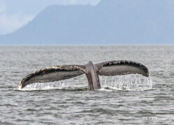 Humpback fluking in Juneau